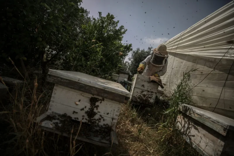 GAZA CITY, GAZA - MAY 28: 31-year-old Palestinian Samar Osman inspects bee hive in field which is inherited from his father in Gaza City, Gaza on May 28, 2022. Samar Osman earns a living for his family by working on the bee farm inherited from his father, who lost is life in the attack in 2006. (Photo by Ali Jadallah/Anadolu Agency via Getty Images)