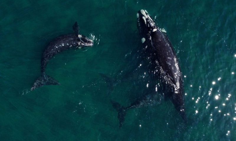 TOPSHOT - In this aerial view, a southern right whale (Eubalaena australis) is photographed with its calves in the waters of the South Atlantic Ocean near Puerto Madryn, Chubut Province, Argentina, on October 5, 2022. - Despite the recent deaths of at least 13 southern right whales, authorities have recorded more than 1,400 whales in the Nuevo and San Jose gulfs, the largest number in more than 50 years. (Photo by Luis ROBAYO / AFP) (Photo by LUIS ROBAYO/AFP via Getty Images)