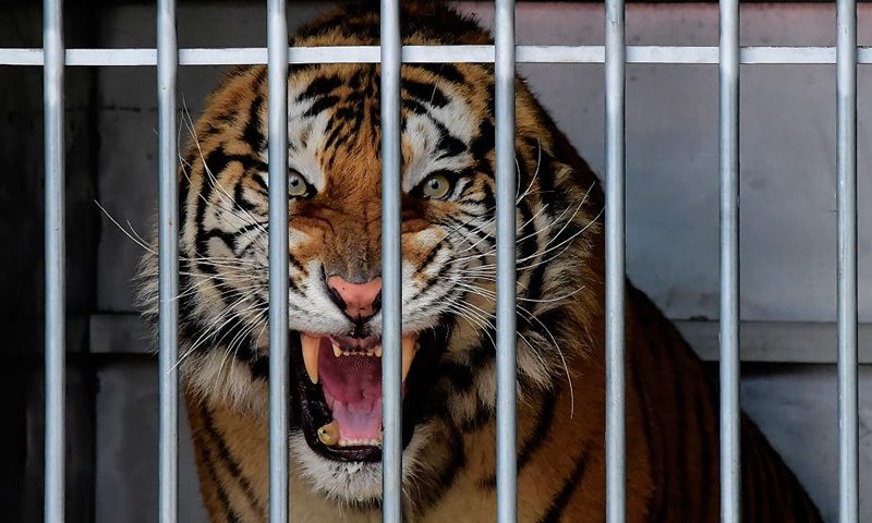 A tiger that narrowly survived a gruelling journey across Europe is pictured in his temporary enclosure at the AAP (Animal Advocacy and Protection) animal refuge in Villena near Alicante, on December 02, 2019. - In late October, Polish border authorities found 10 emaciated and dehydrated big cats in the back of a truck taking them from Italy to a zoo in Russia's Dagestan Republic. Five of those tigers arrived at their new home after weeks of recovery at a Polish zoo. (Photo by JOSE JORDAN / STR / AFP) (Photo by JOSE JORDAN/STR/AFP via Getty Images)