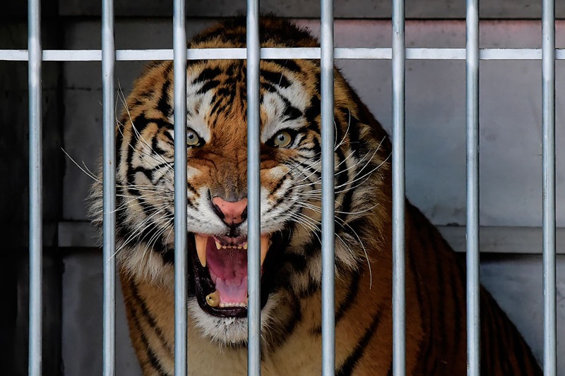 A tiger that narrowly survived a gruelling journey across Europe is pictured in his temporary enclosure at the AAP (Animal Advocacy and Protection) animal refuge in Villena near Alicante, on December 02, 2019. - In late October, Polish border authorities found 10 emaciated and dehydrated big cats in the back of a truck taking them from Italy to a zoo in Russia's Dagestan Republic. Five of those tigers arrived at their new home after weeks of recovery at a Polish zoo. (Photo by JOSE JORDAN / STR / AFP) (Photo by JOSE JORDAN/STR/AFP via Getty Images)