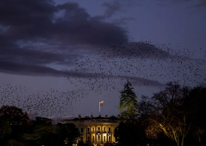 Birds fly past the White House before the start of the National Christmas Tree lighting ceremony on the Ellipse on November 30, 2022 in Washington, DC. President Calvin Coolidge participated in the first tree lighting ceremony on the Ellipse in 1923. (Photo by Anna Moneymaker/Getty Images)