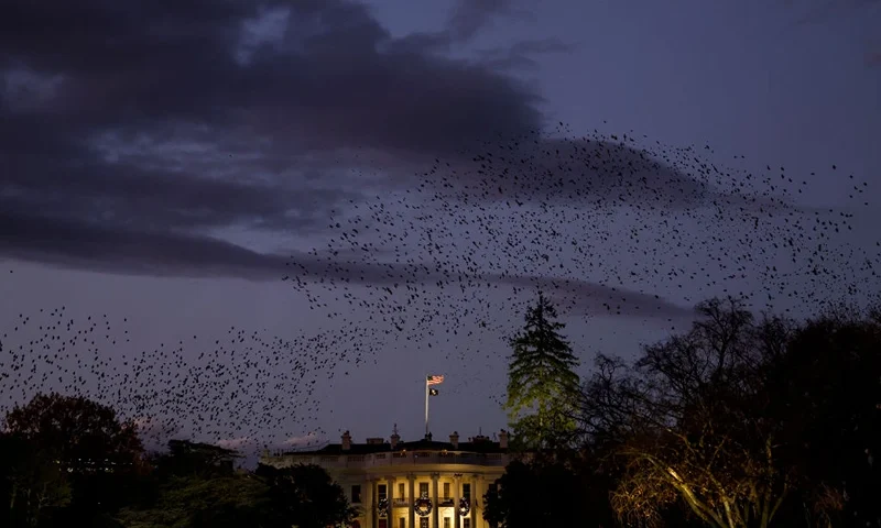 Birds fly past the White House before the start of the National Christmas Tree lighting ceremony on the Ellipse on November 30, 2022 in Washington, DC. President Calvin Coolidge participated in the first tree lighting ceremony on the Ellipse in 1923. (Photo by Anna Moneymaker/Getty Images)