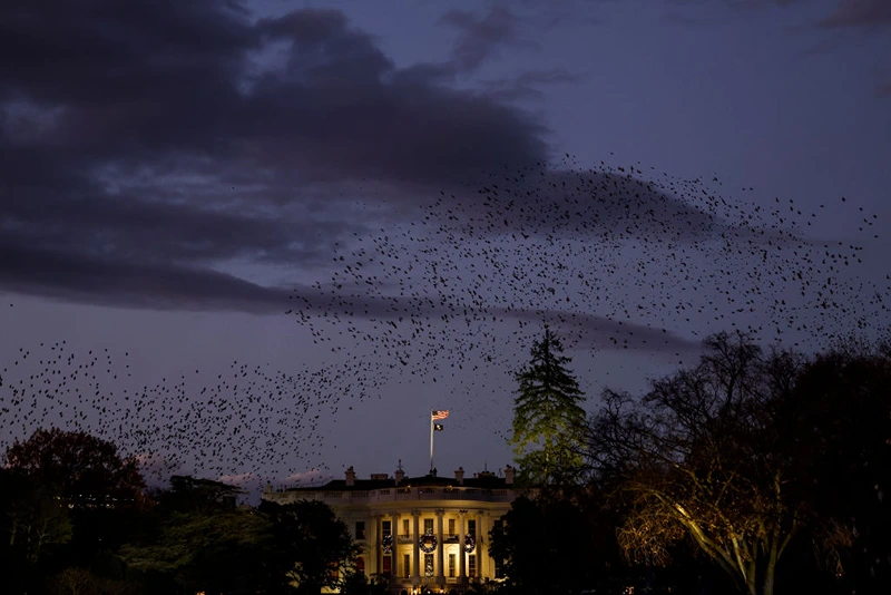 Birds fly past the White House before the start of the National Christmas Tree lighting ceremony on the Ellipse on November 30, 2022 in Washington, DC. President Calvin Coolidge participated in the first tree lighting ceremony on the Ellipse in 1923.  (Photo by Anna Moneymaker/Getty Images)