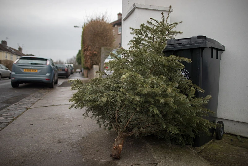  A discarded Christmas tree waits to be collected outside a residential property on January 6, 2017 in Bristol, England. Following the festive period many councils in UK are struggling to get on top of the huge amount of residential recycling and refuse that has been generated. In Bristol, the city's waste company, Bristol Waste has described the levels as being 'unprecedented' and the cause of some delays in collection.  (Photo by Matt Cardy/Getty Images)