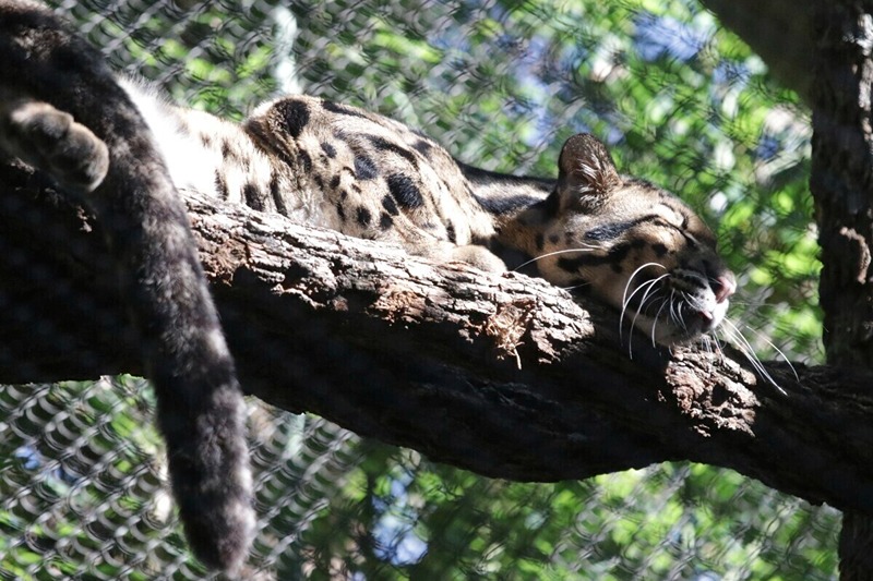 This unadate image provided by the Dallas Zoo, a clouded leopard named Nova rests on a tree limb in an enclosure at the Dallas Zoo. Nova, a missing clouded leopard, shut down the Dallas Zoo on Friday, Jan. 13, 2023, as police helped search for the animal that officials described as not dangerous and likely hiding somewhere on the zoo grounds. (Dallas Zoo via AP)