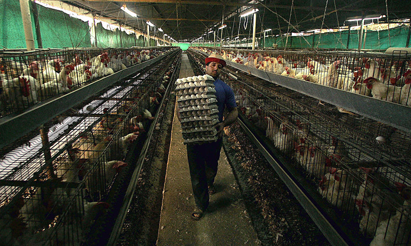 Chickens are seen in their cages at a poultry farm in Gaza City, 22 March 2006. The Israeli Agriculture Ministry is today checking if bird flu has spread from Israel into areas along the western area of the Gaza Strip closest to Kibbutz Ein Hashlosha where bird flu has been discovered, after dead birds were found in a coop located in the Palestinian territory. The birds were transferred to Israel for examination. EDS:- QUALITY RETRANSMITIONS. AFP PHOTO/Mahmud Hams (Photo by Mahmud Hams / AFP) (Photo by MAHMUD HAMS/AFP via Getty Images)