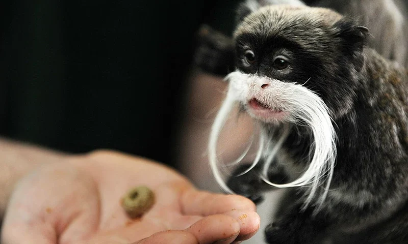 An Emperor Tamarin monkey, native to the Amazon rainforest, experiences its new home in the living rainforest enclosure at ZSL London Zoo, in London, on March 25, 2010. 'Rainforest Life', built inside a bio-dome, is a breeding facility for free-roaming monkeys, sloths, tree anteaters and birds. It includes, real rain, living trees and tropical climates in what is hoped to be a love nest for a host of endangered animals. The Zoo's new flaship experience for 2010 opens on Saturday March 27. AFP PHOTO/BEN STANSALL (Photo credit should read BEN STANSALL/AFP via Getty Images)