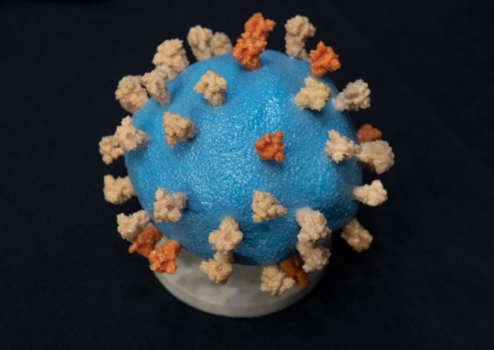 WASHINGTON, DC - JULY 2: A model of COVID-19, known as coronavirus, is seen ahead of testimony from Dr. Francis Collins, Director of the National Institutes of Health (NIH), during a US Senate Appropriations subcommittee hearing on the plan to research, manufacture and distribute a coronavirus vaccine, known as Operation Warp Speed, July 2, 2020 on Capitol Hill in Washington, DC. (Photo by Saul Loeb-Pool/Getty Images)
