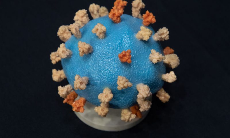 WASHINGTON, DC - JULY 2: A model of COVID-19, known as coronavirus, is seen ahead of testimony from Dr. Francis Collins, Director of the National Institutes of Health (NIH), during a US Senate Appropriations subcommittee hearing on the plan to research, manufacture and distribute a coronavirus vaccine, known as Operation Warp Speed, July 2, 2020 on Capitol Hill in Washington, DC. (Photo by Saul Loeb-Pool/Getty Images)