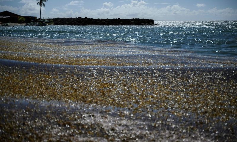 This photograph taken on November 13, 2022, shows sargassum seaweed on the shores of Le Gosier on the French overseas islands of Guadeloupe. - Sargassum seaweed is an invasive species of algae proliferating in the Antilles, possibly linked to human activity such as intensive agriculture and deforestation, and that produces toxic gas when it rots on the shores. (Photo by LOIC VENANCE / AFP) (Photo by LOIC VENANCE/AFP via Getty Images)