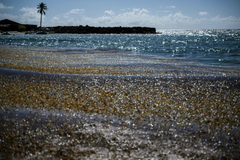 Attack of the blob: 5,000-mile seaweed bloom headed for Fla.