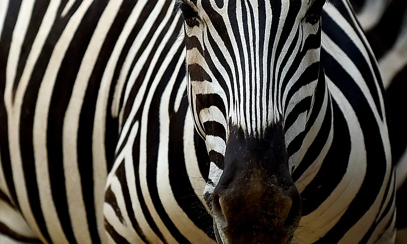 African zebra are pictured in their enclosure at a zoo in Dehiwala near the Sri Lankan capital Colombo on March 3, 2016. / AFP / Ishara KODIKARA (Photo credit should read ISHARA KODIKARA/AFP via Getty Images)
