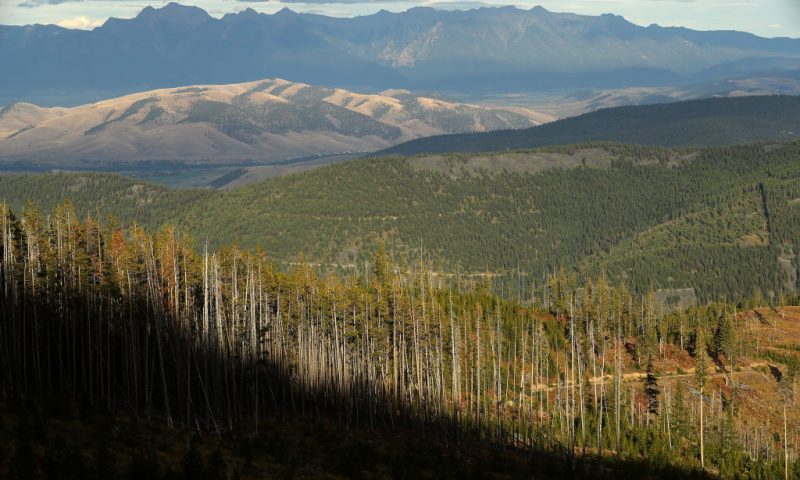 FLATHEAD RESERVATION, MONTANA - SEPTEMBER 14: Like gray sticks standing along side living trees, mountain beetle-killed lodgepole pine stand at the edge of a logged area along the Reservation Divide September 14, 2019 on the Flathead Indian Reservation, Montana. According to the 2017 Montana Climate Assessment, the annual average temperatures in the state has increased 2.5 degrees Fahrenheit since 1950 and is projected to increase by approximately 3.0 to 7.0 degrees by midcentury. As climate change makes summers hotter and drier in the Northern Rockies, forests are threatened with increasing wildfire activity, deadly pathogens and insect infestations, including the most recent mountain pine beetle outbreak which has killed more than six million acres of forest across Montana since 2000. (Photo by Chip Somodevilla/Getty Images)