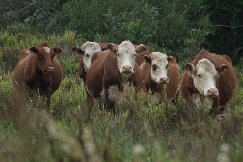 Mutilated cows found dead with missing tongues – One America News Network