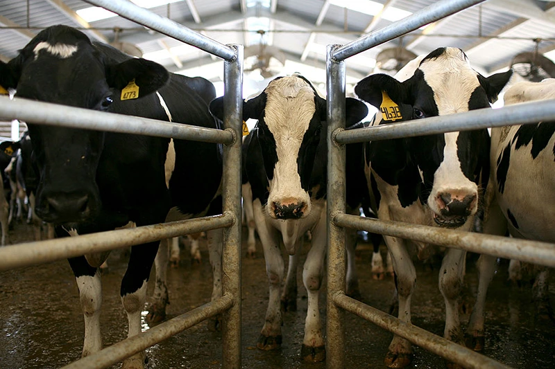 ESCALON, CA - JUNE 02: Cows wait to be milked at the Faria Dairy Farm June 2, 2009 in Escalon, California. As milk prices continue to plummet due to a weakening international and national demand, dairy farmers across the U.S. are struggling to turn a profit prompting many to sell off their cattle for slaughter and turn fields into corn crops. Within the past year, milk went from $17 per one hundred pounds down to $10 per hundred pounds. Most dairy farmers need to make at least $15 per hundred pounds to break even. (Photo by Justin Sullivan/Getty Images)