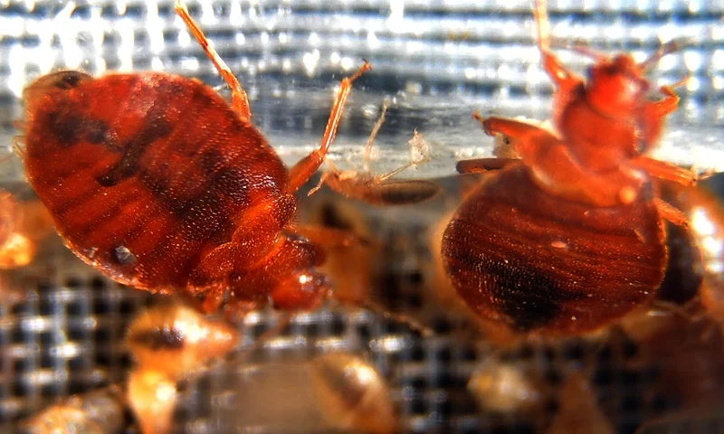 Bed bugs crawl around in a container on display during the 2nd National Bed Bug Summit in Washington, DC, February 2, 2011. In response to consumer concern about the rising incidence of bed bugs in the United States, the Federal Bed Bug Workgroup will hold the National Bed Bug Summit on February 1-2, 2011. During the meeting, panels will discuss bed bug initiatives, identify gaps in knowledge and outline suggested ideas for improving control on a community-wide basis. (Photo by JEWEL SAMAD/AFP via Getty Images)