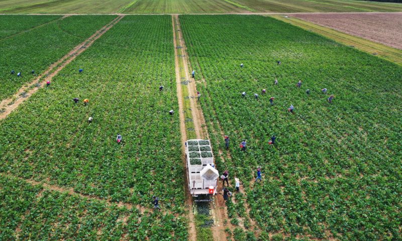 FLORIDA CITY, FLORIDA - APRIL 01: An aerial view from a drone shows farm workers as they fill up bins in the back of a truck with zucchini as they harvest on the Sam Accursio & Son's Farm on April 01, 2020 in Florida City, Florida. Sergio Martinez, a harvest crew supervisor, said that the coronavirus pandemic has caused them "to have to throw crops away due to less demand for produce in stores and restaurants. The farm workers who are essential to providing food for homebound families are worried that if the restaurants stay closed and peoples changed grocery store habits continue they would be out of work with no work for the near future." (Photo by Joe Raedle/Getty Images)