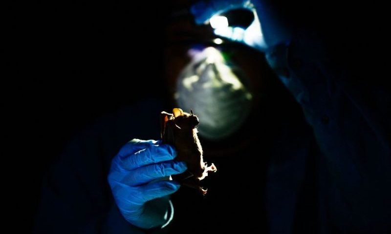 Researcher Omar Garcia works with a bat (Sturnira lilium) for zoonoses prevention studies at a ranch in El Corral community in Tzucacab, Yucatan state, Mexico on March 29, 2023. - As night fell in Mexico's Yucatan jungle, veterinarian Omar Garcia extracted blood and fluids from a bat as part of an investigation aimed at preventing the next potential pandemic. The goal of the Franco-Mexican project is to detect diseases -- known as zoonoses -- transmitted from animals to humans in tropical climates. (Photo by Pedro PARDO / AFP) (Photo by PEDRO PARDO/AFP via Getty Images)