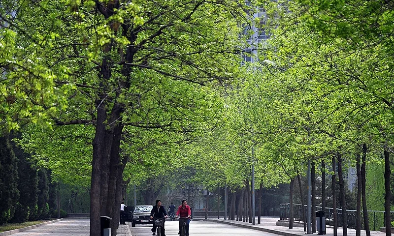 Cyclists ride along a tree-lined street in Beijing on April 14, 2009. China orders governments to go green with local governments having been ordered to buy more energy efficient products as part of the national drive to curb pollution and combat global warming, according to state media reports. China also now ranks alongside the United States as the world's biggest emitters of the greenhouse gases that are blamed for global warming. AFP PHOTO/Frederic J. BROWN (Photo credit should read FREDERIC J. BROWN/AFP via Getty Images)