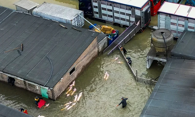 An aerial view shows farmers gathering pigs to transport them away from their flooded enclosure at a pig farm in the town of Lugo on May 18, 2023, after heavy rains caused flooding across Italy's northern Emilia Romagna region. The death toll from floods that devastated an area of northeastern Italy rose to 11 on May 18 after the bodies of two more people were found. (Photo by Andreas SOLARO / AFP) (Photo by ANDREAS SOLARO/AFP via Getty Images)