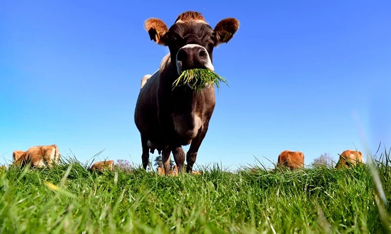 TOPSHOT - A photo taken on May 31, 2018 shows a cow eating grass on a dairy farm near Cambridge. - New Zealand's Fonterra, the world's largest dairy cooperative, posted its first-ever annual loss on September 13, 2018, admitting it had let farmers down with over-optimistic financial forecasts. (Photo by William WEST / AFP) (Photo by WILLIAM WEST/AFP via Getty Images)