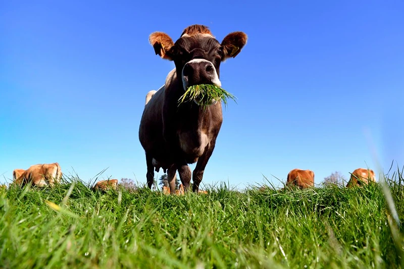 TOPSHOT - A photo taken on May 31, 2018 shows a cow eating grass on a dairy farm near Cambridge. - New Zealand's Fonterra, the world's largest dairy cooperative, posted its first-ever annual loss on September 13, 2018, admitting it had let farmers down with over-optimistic financial forecasts. (Photo by William WEST / AFP) (Photo by WILLIAM WEST/AFP via Getty Images)