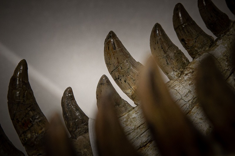 A photograph shows the teeth of a Tarbosaurus, an Asian cousin of the Tyrannosaurus rex, at the Paleospace Museum in Villers-sur-Mer, northwestern France on March 30, 2023, ahead of the exhibition "Tresors des collections : fossilisations exceptionnelles". (Photo by Lou BENOIST / AFP) (Photo by LOU BENOIST/AFP via Getty Images)
