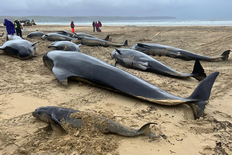 A view of dead whales after mass stranding in North Tolsta, Isle of Lewis, Britain, July 16, 2023 in this picture obtained from social media. Cristina McAvoy/via REUTERS

