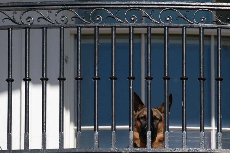 US President Joe Biden's dog Commander looks out from the Truman Balcony as Biden participates in the annual Thanksgiving turkey pardoning ceremony on the South Lawn of the White House in Washington, DC, on November 21, 2022. (Photo by SAUL LOEB / AFP) (Photo by SAUL LOEB/AFP via Getty Images)