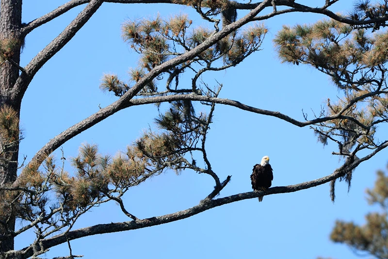 A bald eagle perches on a branch during the first round of THE PLAYERS Championship on THE PLAYERS Stadium Course at TPC Sawgrass on March 11, 2021 in Ponte Vedra Beach, Florida. (Photo by Sam Greenwood/Getty Images)