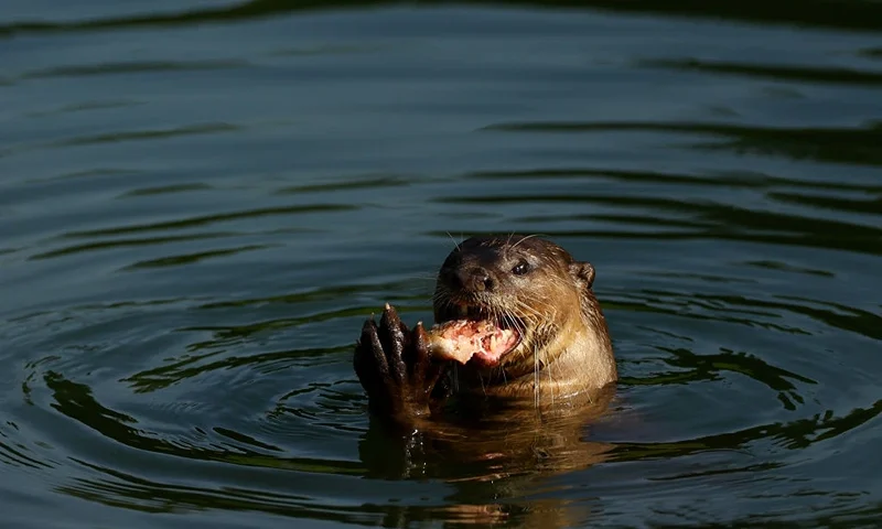SINGAPORE, SINGAPORE - MARCH 04: A smooth-coated otter is seen eating a fish during the second round of the HSBC Women's World Championship at Sentosa Golf Club on March 04, 2022 in Singapore. (Photo by Yong Teck Lim/Getty Images)