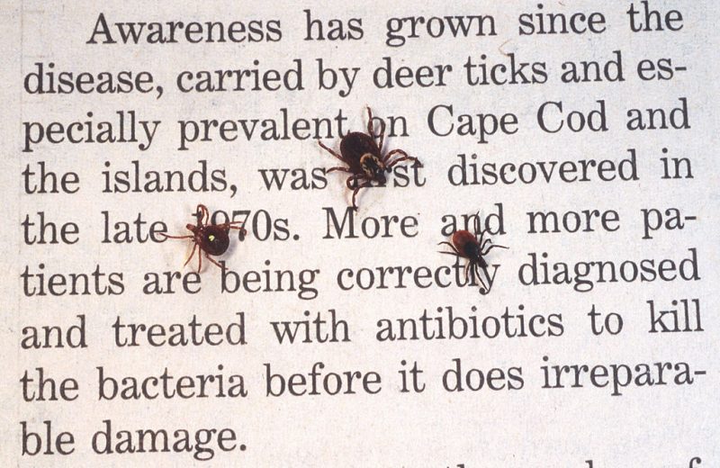 390650 06: A Close Up Of An Adult Female Deer Tick, Dog Tick, And A Lone Star Tick Are Shown June 15, 2001 On Book Print. Ticks Cause An Acute Inflammatory Disease Characterized By Skin Changes, Joint Inflammation, And Flu-Like Symptoms Called Lyme Disease.  (Photo By Getty Images)