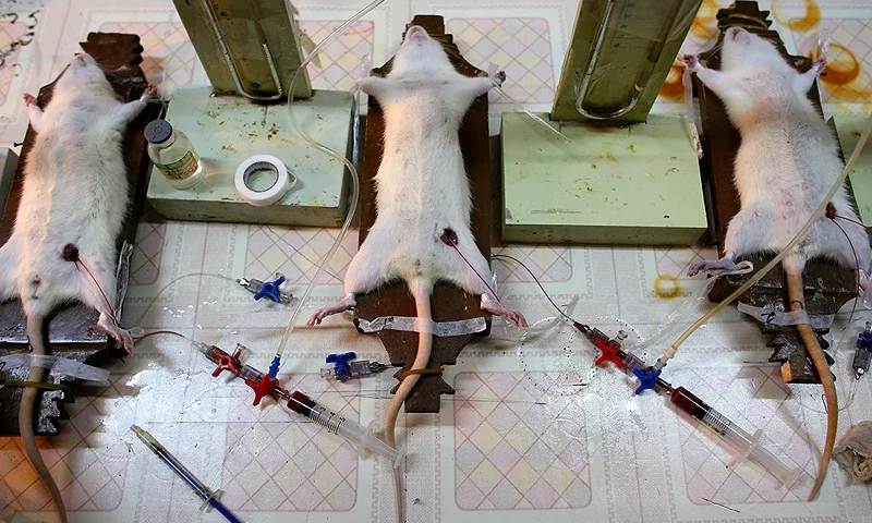 Doctors Carry Out Experiment On Rats In A Hospital Laboratory CHONGQING, CHINA - FEBRUARY 20: (CHINA OUT) White Rats undergo an hemorrhagic shock experiment in a laboratory of Daping Hospital on February 20, 2008 in Chongqing Municipality, China. During the experiment, doctors anaesthetised the rat and cut its femoral artery, making it hemorrhage. After two hours, the doctors gave it transfusion to revive the rat. The hospital uses over 10,000 rats and mice for medical research annually. (Photo by China Photos/Getty Images)
