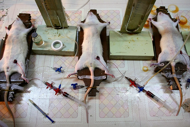 Doctors Carry Out Experiment On Rats In A Hospital Laboratory CHONGQING, CHINA - FEBRUARY 20: (CHINA OUT) White Rats undergo an hemorrhagic shock experiment in a laboratory of Daping Hospital on February 20, 2008 in Chongqing Municipality, China. During the experiment, doctors anaesthetised the rat and cut its femoral artery, making it hemorrhage. After two hours, the doctors gave it transfusion to revive the rat. The hospital uses over 10,000 rats and mice for medical research annually. (Photo by China Photos/Getty Images)