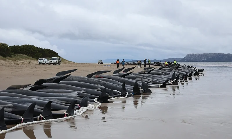 TOPSHOT - Tasmania state wildlife services personnel check the carcasses of pilot whales, numbering nearly 200, after they were found beached the previous day on Macquarie Heads on the west coast of Tasmania, on September 23, 2022. - Almost 200 whales have perished at an exposed, surf-swept beach on the rugged west coast of Tasmania, where Australian rescuers were only able to save a few dozen survivors on September 22. (Photo by Glenn NICHOLLS / AFP) (Photo by GLENN NICHOLLS/AFP via Getty Images)