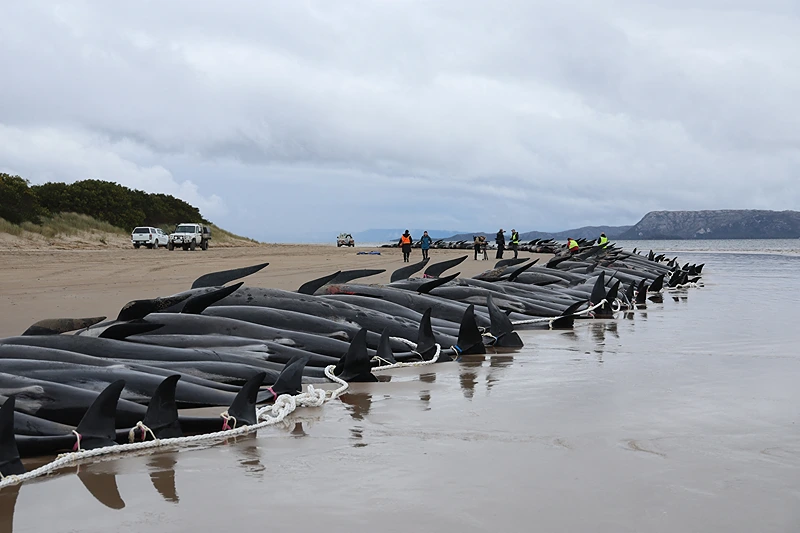 TOPSHOT - Tasmania state wildlife services personnel check the carcasses of pilot whales, numbering nearly 200, after they were found beached the previous day on Macquarie Heads on the west coast of Tasmania, on September 23, 2022. - Almost 200 whales have perished at an exposed, surf-swept beach on the rugged west coast of Tasmania, where Australian rescuers were only able to save a few dozen survivors on September 22. (Photo by Glenn NICHOLLS / AFP) (Photo by GLENN NICHOLLS/AFP via Getty Images)
