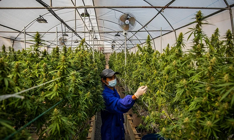 NAKHON RATCHASIMA, THAILAND - MARCH 25: Thai greenhouse workers trim damaged marijuana leaves and care for plants at the greenhouse facilities at the Rak Jang farm on March 25, 2021 in Nakhon Ratchasima, Thailand. The Rak Jang farm, in Nakhon Ratchasima, Thailand, is one of the first farms that has been given permission by the Thai government to grow cannabis and sell their products to medical facilities since medical marijuana was legalized in 2019. The cannabis grown by the farm is high in CBD and sold to local hospitals for therapeutic treatments for patients with prescriptions. Thailand plans to continue to develop more cannabis products in an effort to boost the local economy and draw more customers to Thailand for medical tourism. (Photo by Lauren DeCicca/Getty Images)