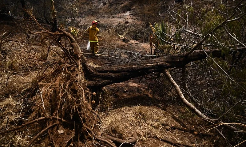 TOPSHOT - A fallen tree uprooted by high winds rests on the ground as a Maui County firefighter uses a hose line to extinguish a fire near homes during the upcountry Maui wildfires in Kula, Hawaii on August 13, 2023. The death toll in Hawaii from the deadliest US wildfire in more than a century was expected to cross the 100-mark Sunday August 13, fueling criticism that government inaction contributed to the heavy loss of life. Officials say 93 people are known to have died, but warned the figure was likely to rise as recovery crews with cadaver dogs continued the grim task of searching burned out homes and vehicles in Lahaina. (Photo by Patrick T. Fallon / AFP) (Photo by PATRICK T. FALLON/AFP via Getty Images)