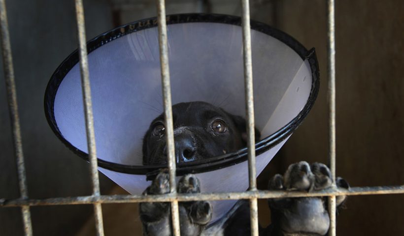 A rescued puppy wears a veterinary collar to prevent it from biting itself as it waits for adoption at the "Let The Animals Live" pet shelter on July 10, 2009 in Ramle, Israel. Animal welfare activists say that in Israel thousands of pets are dumped at the roadside as families go away for their summer holidays, while in Europe the numbers of animals abandoned in the holiday season can climb into the hundreds of thousands across the continent. (Photo by David Silverman/Getty Images)