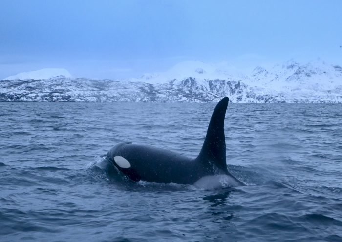 TOPSHOT - An orca chases herrings on January 14, 2019, in the Reisafjorden fjord region, near the Norwegian northern city of Tromso in the Arctic Circle. (Photo by Olivier MORIN / AFP) (Photo credit should read OLIVIER MORIN/AFP via Getty Images)
