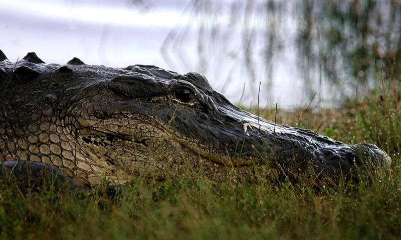 EVERGLADES, FL - SEPTEMBER 12: An alligator lays on the bank of a pond in the Florida Everglades September 12, 2007 in the Everglades National Park, Florida. Senator Bill Nelson (D-FL) recently accused the White House of playing politics at the expense of the Everglades with two recent actions -- a threat to veto a bill with $2 billion for restoration projects and backing the removal of Everglades National Park from an international list of ''endangered'' sites. (Photo by Joe Raedle/Getty Images)