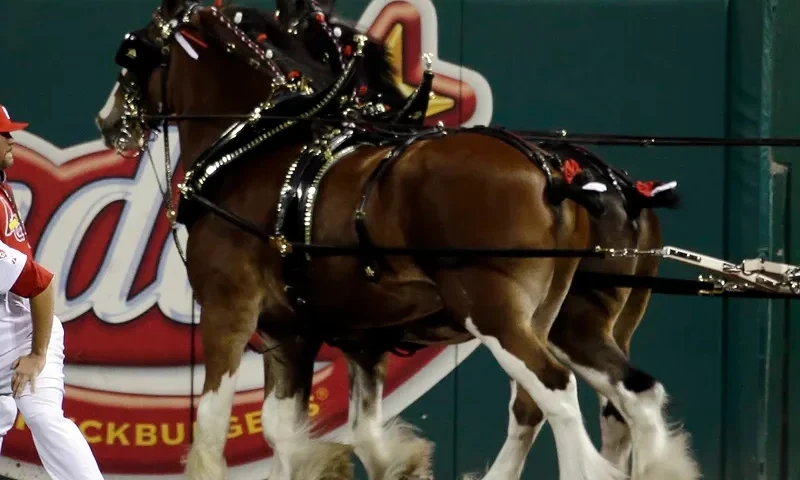 The practice known as tail docking artificially shortens a horse's tail. Budweiser says it has stopped the practice on its signature Clydesdales, seen here in 2012. (Photo via; David J. Phillip/AP)