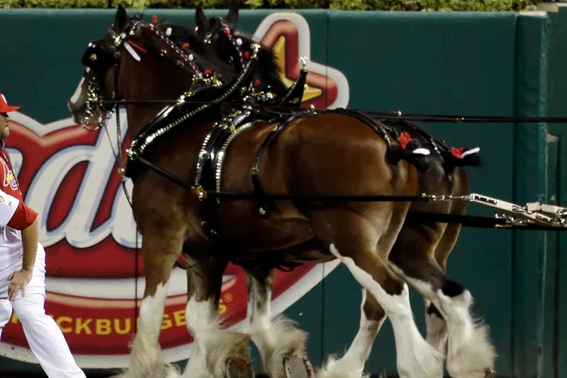 The practice known as tail docking artificially shortens a horse's tail. Budweiser says it has stopped the practice on its signature Clydesdales, seen here in 2012.
(Photo via; David J. Phillip/AP)