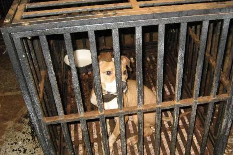 Pentagon official accused of operating dogfighting ring.