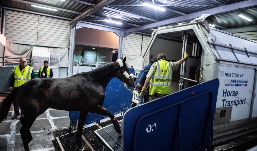 A man loads a horse in a box to travel on a cargo plane from Airfrance Cargo at Roissy Charles de Gaulle airport, near Paris, on October 29, 2019. (Photo by Martin BUREAU / AFP) (Photo by MARTIN BUREAU/AFP via Getty Images)
