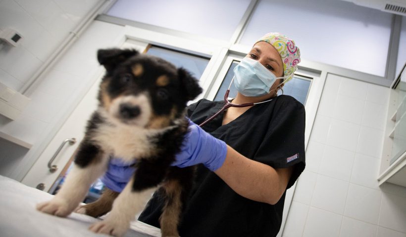 A veterinarian treats a dog at a veterinary clinic in Palma de Mallorca on March 31, 2020, during a national lock-down to prevent the spread of the novel coronavirus. Once again, Spain hit a new record with 849 coronavirus deaths in 24 hours although health chiefs said the rate of new infections was continuing its downward trend. (Photo by JAIME REINA / AFP) (Photo by JAIME REINA/AFP via Getty Images)