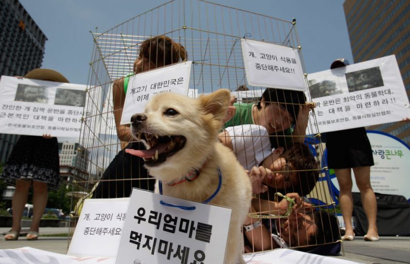 SEOUL, SOUTH KOREA - AUGUST 07: Members of Coexistence for Animal Rights confine themselves in a cage as a protest against eating dog meat on August 7, 2012 in Seoul, South Korea. Dog meat is a traditional dish in Korea dating back to the Samkuk period (period of the three kingdoms BC 57 - AD 668), and July 15 is the day on which some South Koreans eat dog meat in the belief it will help them endure the heat of the summer months. (Photo by Chung Sung-Jun/Getty Images)