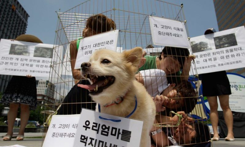SEOUL, SOUTH KOREA - AUGUST 07: Members of Coexistence for Animal Rights confine themselves in a cage as a protest against eating dog meat on August 7, 2012 in Seoul, South Korea. Dog meat is a traditional dish in Korea dating back to the Samkuk period (period of the three kingdoms BC 57 - AD 668), and July 15 is the day on which some South Koreans eat dog meat in the belief it will help them endure the heat of the summer months. (Photo by Chung Sung-Jun/Getty Images)