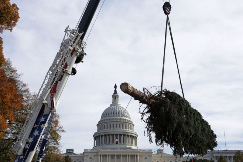 WASHINGTON, DC - NOVEMBER 17: A crane lifts the 2023 U.S. Capitol Christmas Tree to the West Front of the U.S. Capitol after it arrives on November 17, 2023 in Washington, DC. This year’s tree is a 63-foot Norway spruce from the Monongahela National Forest in West Virginia. (Photo by Alex Wong/Getty Images)