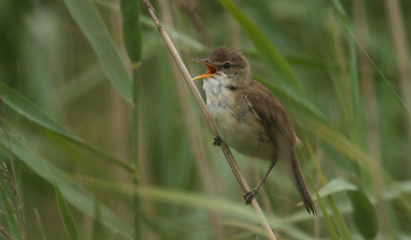 ROCHFORD, ENGLAND - JULY 13: A Reed Warbler sings in a reedbed on the RSPB's Wallasea Island Reserve on July 13, 2015 near Rochford, England. Wallasea Island Wild Coast project has been created using around three million tonnes of soil excavated from the Crossrail Tunnel project, which has helped create Europe's largest man-made nature reserve. The construction is transforming the levee-protected farmland into a thriving wetland reserve twice the size of the City of London, as part of a 20 year plan. The site is managed by the RSPB (Royal Society for the Protection of Birds) and hopes to attract an array of wildlife including Avocet, Redshank and lapwing, along with large flocks of Brent geese, Dunlin, Wigeon and Curlew. (Photo by Dan Kitwood/Getty Images)